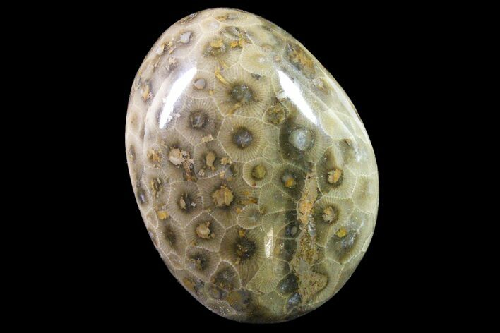 Polished Petoskey Stone (Fossil Coral) - Michigan #162047